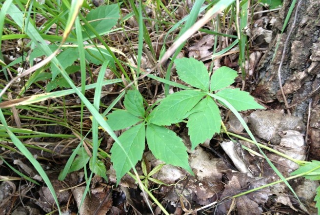 Figure 13 Virginia creeper leaves